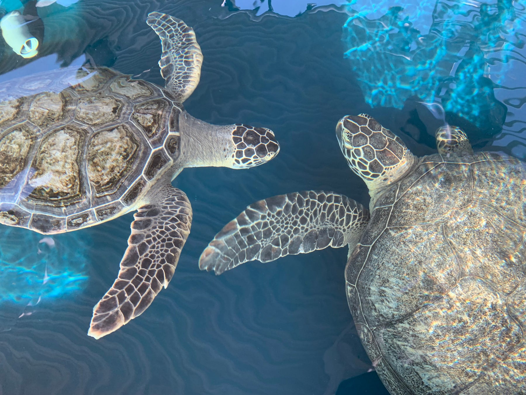 アトアで展示するアオウミガメ