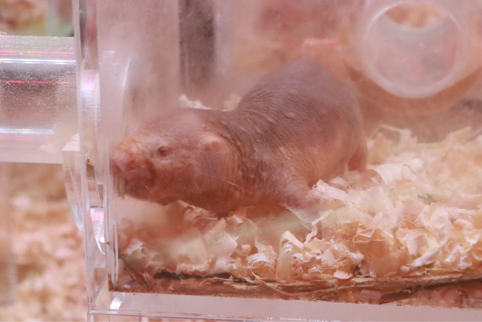 ハダカデバネズミ