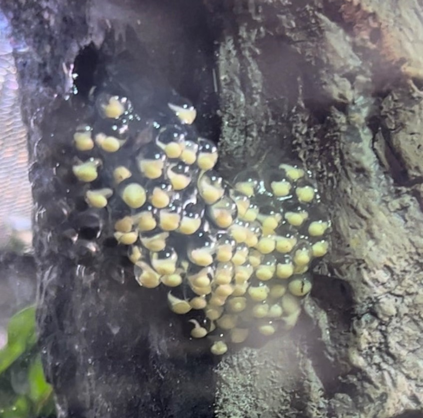 アカメアマガエルの卵