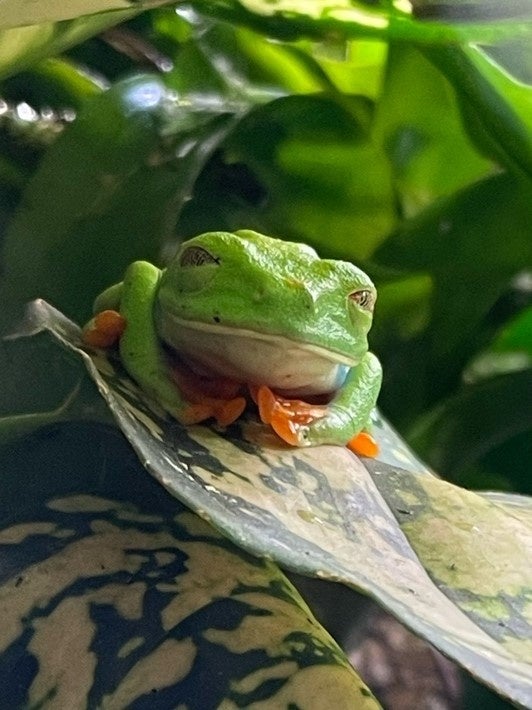 寝ているアカメアマガエル