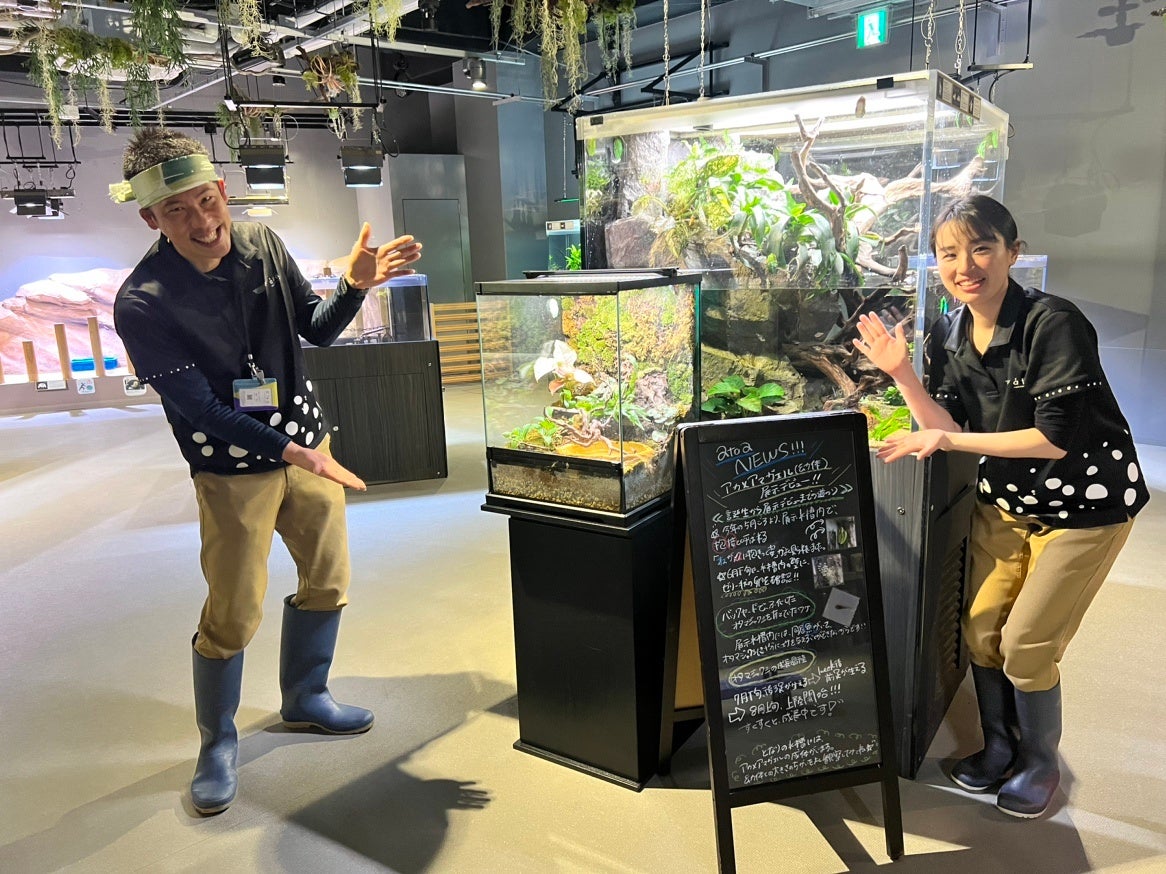 アトア生まれのアカメアマガエル展示