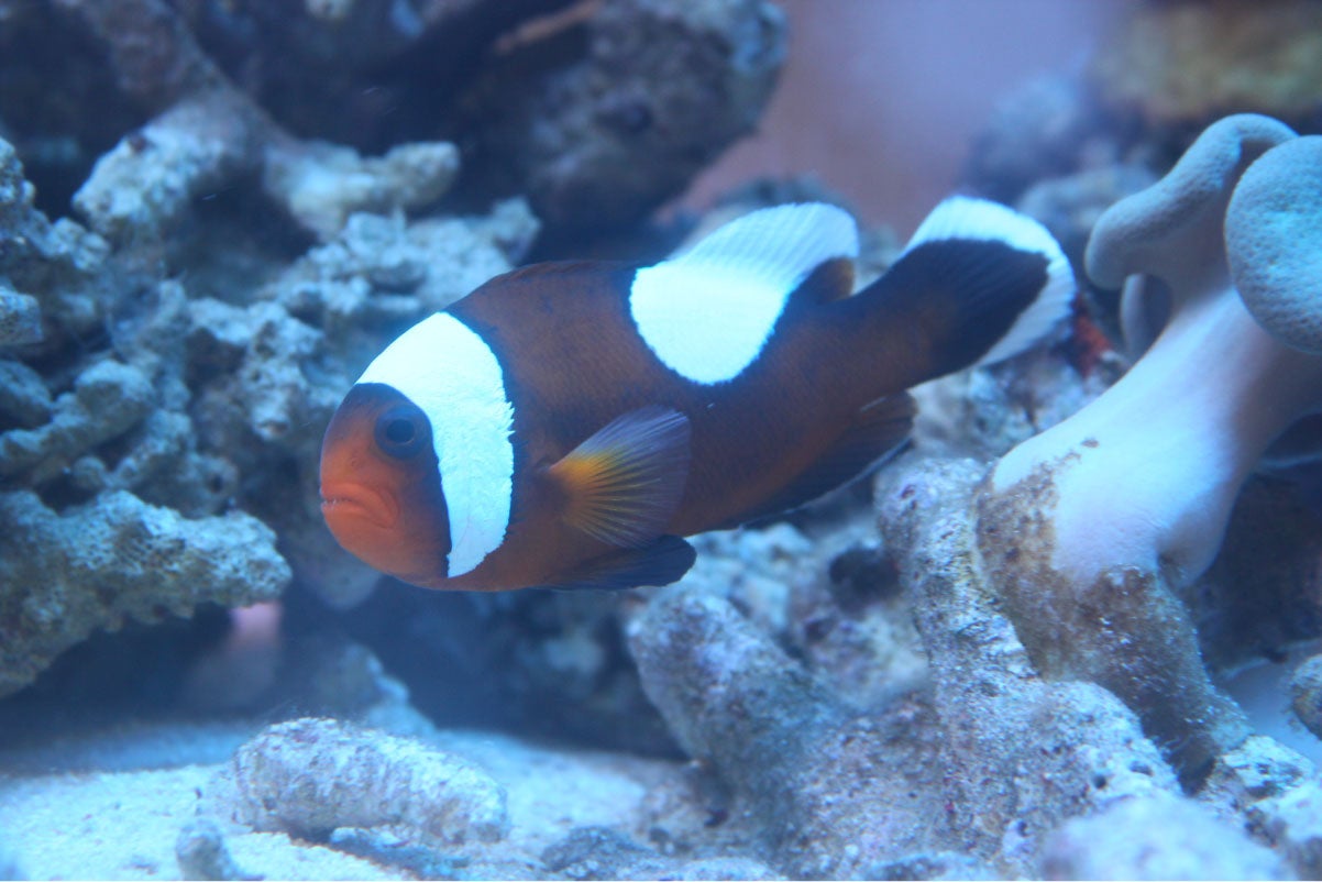 「ハート模様」のトウアカクマノミ