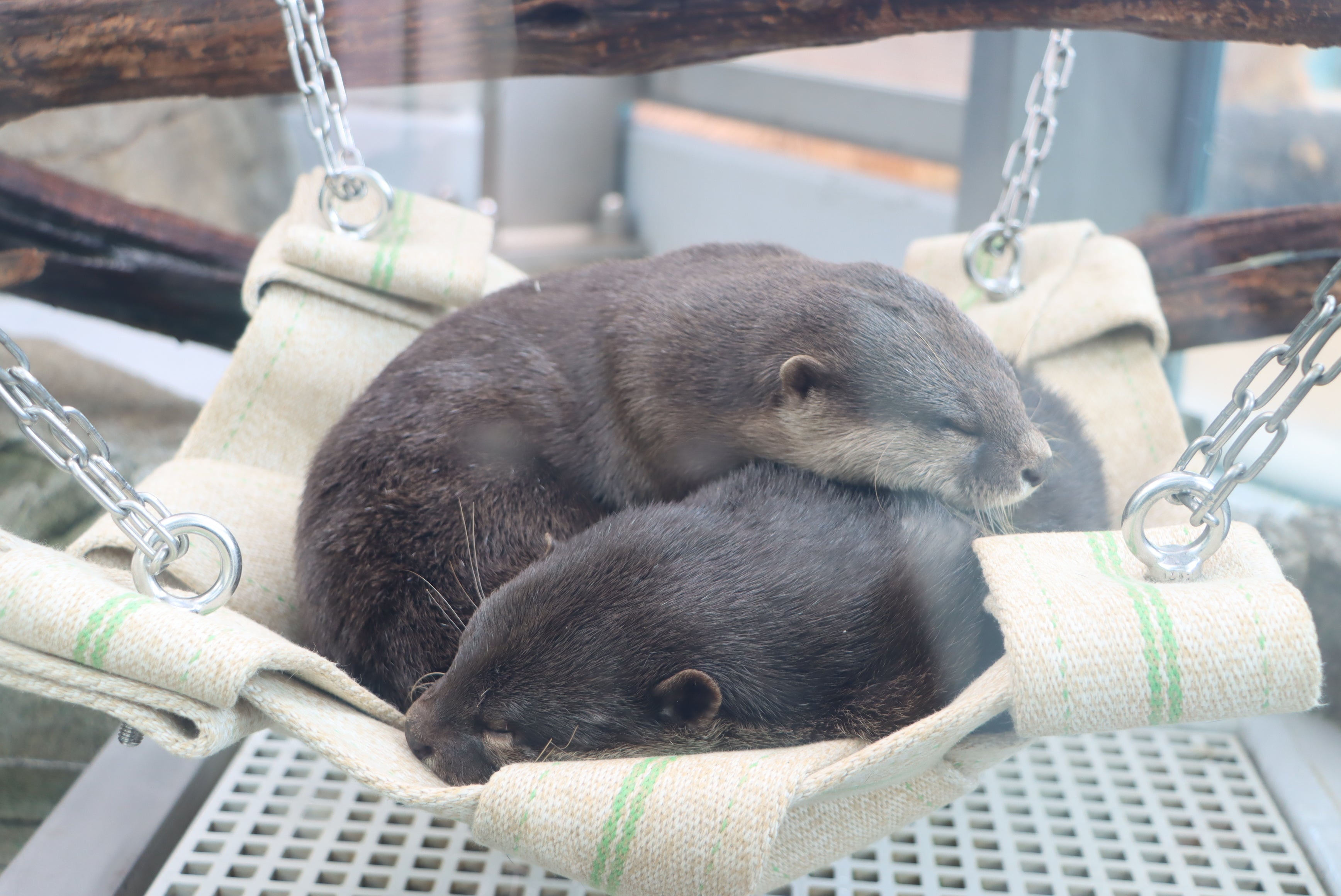 コツメカワウソ