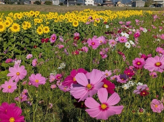 和歌山県・生石高原がススキの見頃シーズンに!標高870mの高原に広がる秋の絶景