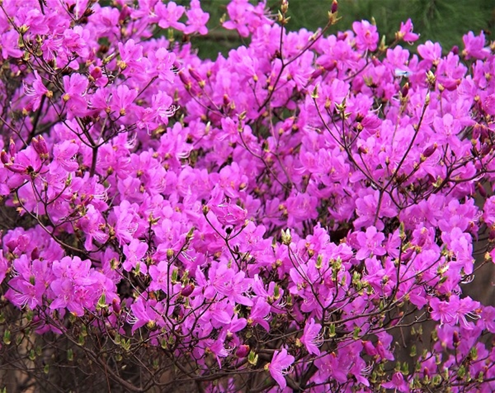 1年でこの時期しか見られない加古川の風物詩「コバノミツバツツジ」が