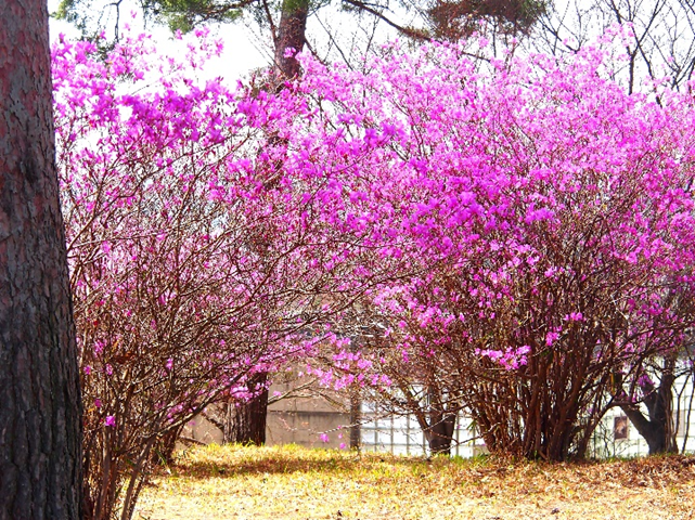 〈昨年の開花時の様子(みとろフルーツパーク)〉