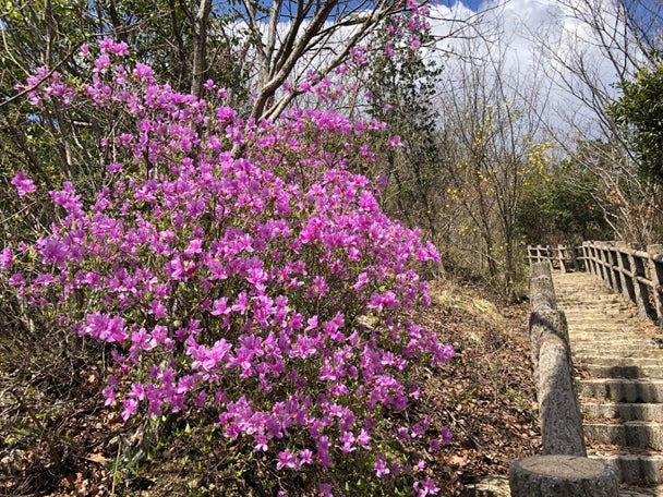 〈高御位山の登山道のコバノミツバツツジ〉