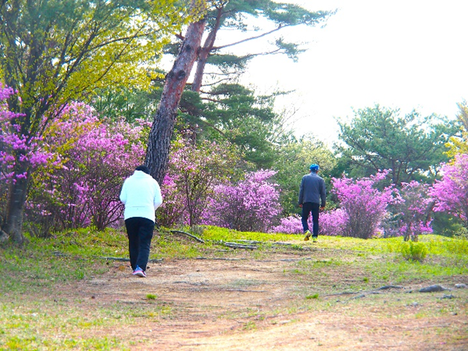 〈昨年の開花時の様子(みとろフルーツパーク)〉