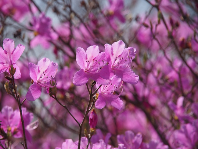 〈昨年の開花時の様子(みとろフルーツパーク)〉