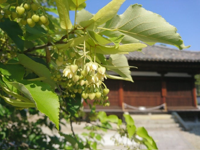 涅槃の樹 沙羅の木 聖徳太子創建 鶴林寺の 沙羅の木 が見頃を迎えます 雨粒に打たれながら咲く沙羅の花 加古川市のプレスリリース 涅槃の樹 沙羅の木 聖徳太子創建 鶴林寺の 沙羅の木 が見頃を迎えます 雨粒に打たれながら咲く沙羅の花 加古川市のプレスリリース