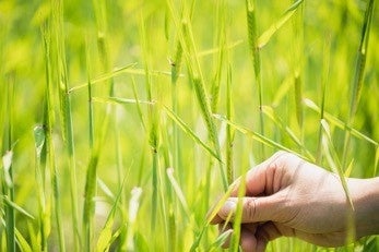 液肥を使った麦の栽培　この循環麦を使ったビールは今年の秋頃にリリース予定