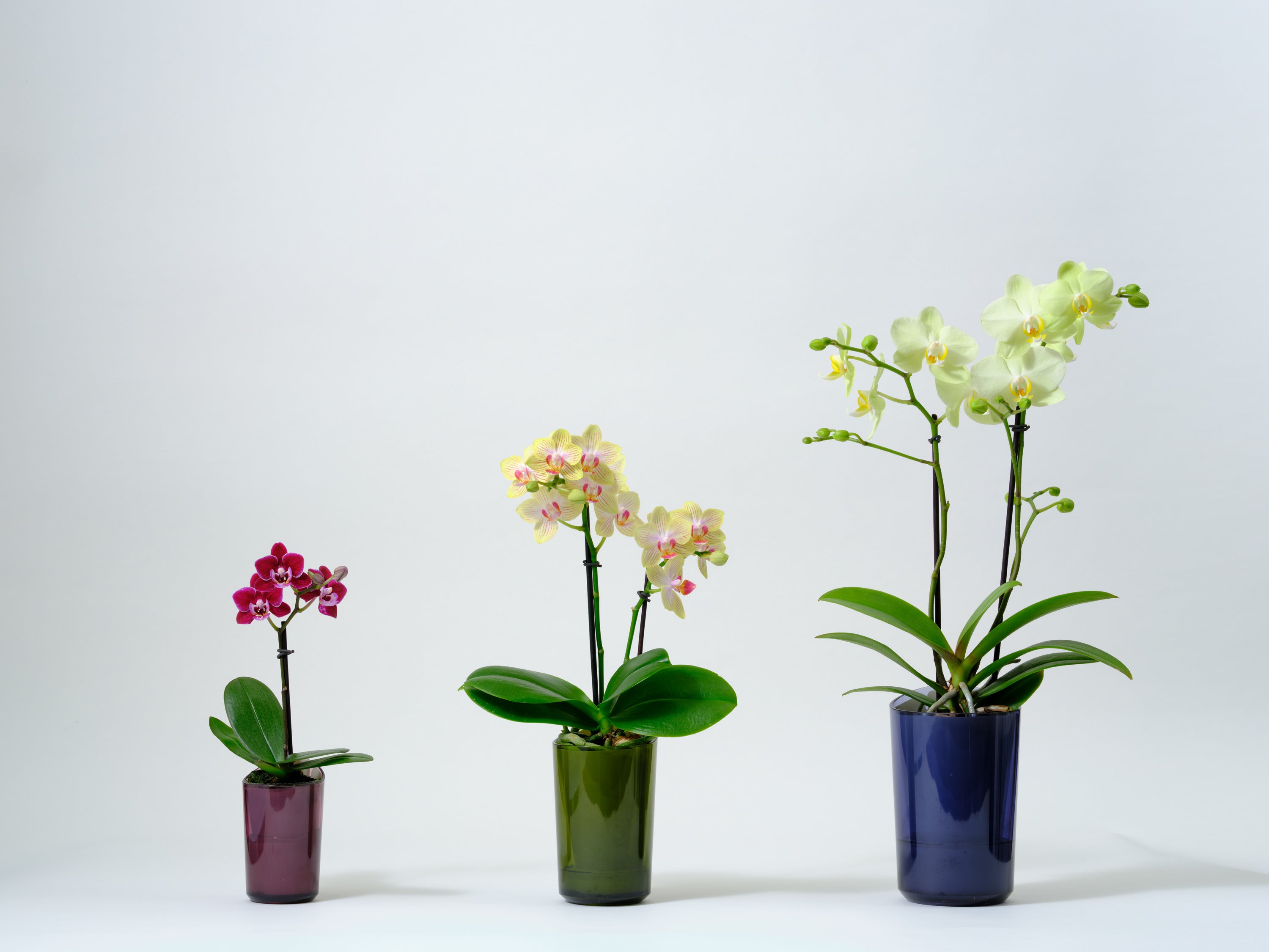 ミディー胡蝶蘭“ranto”