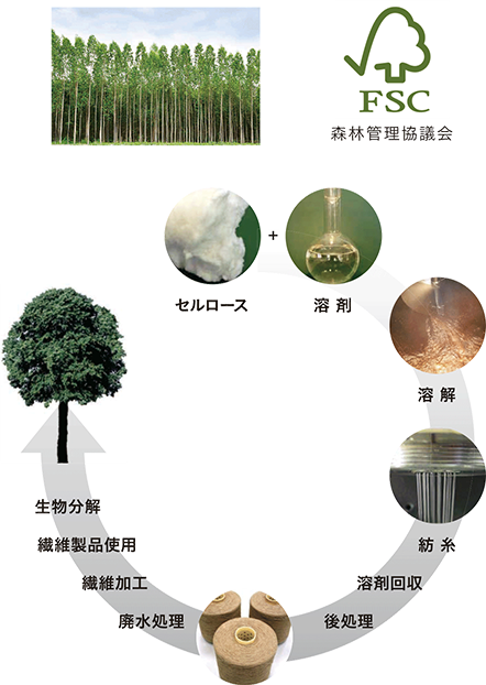 セルロース工程