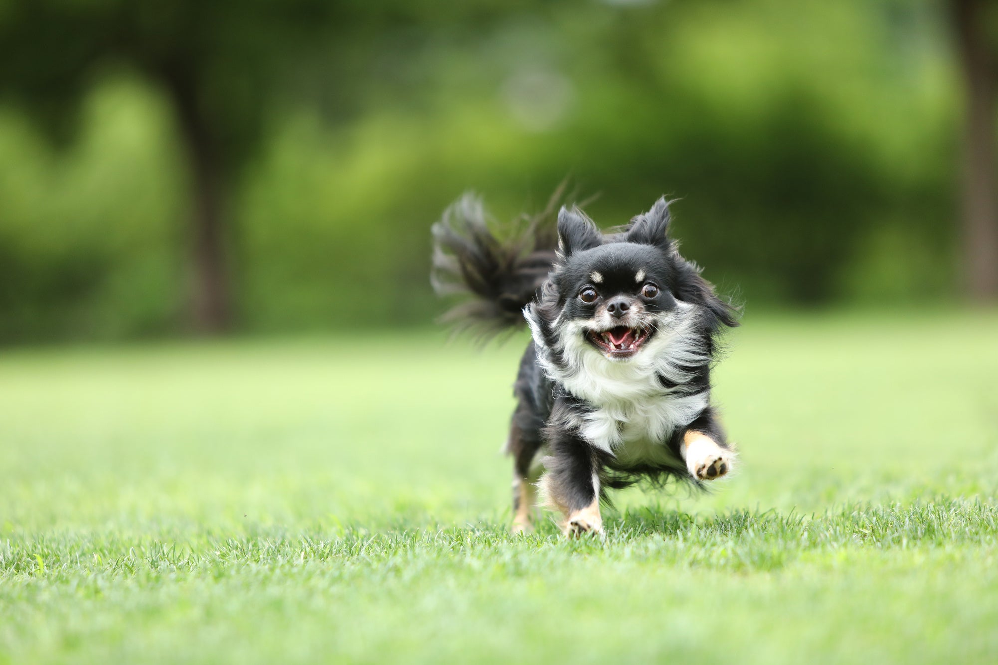 ホテル周辺には愛犬と散歩できる公園も ※画像はイメージ