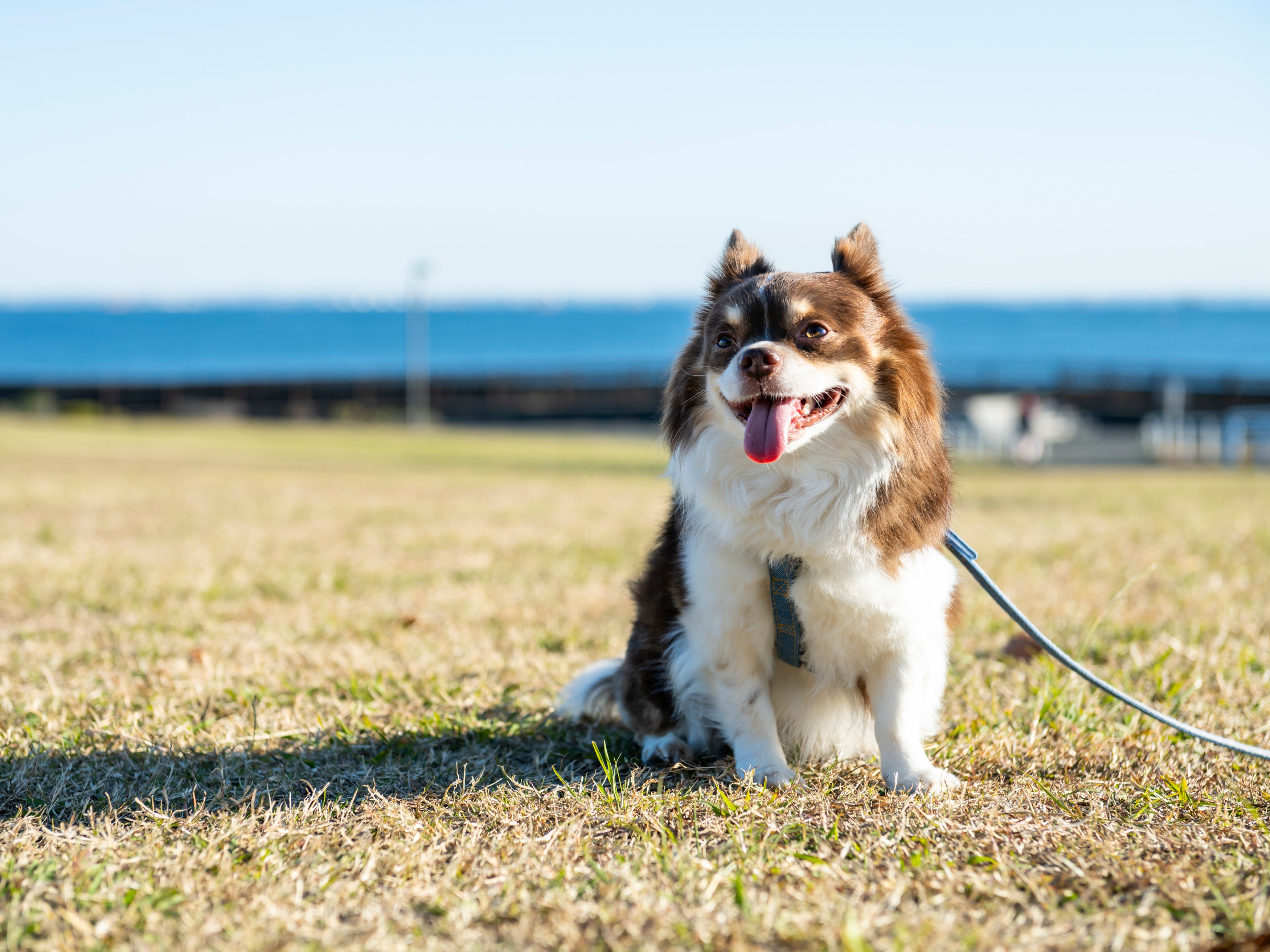 ホテル周辺には愛犬と散歩できる公園も ※画像はイメージ