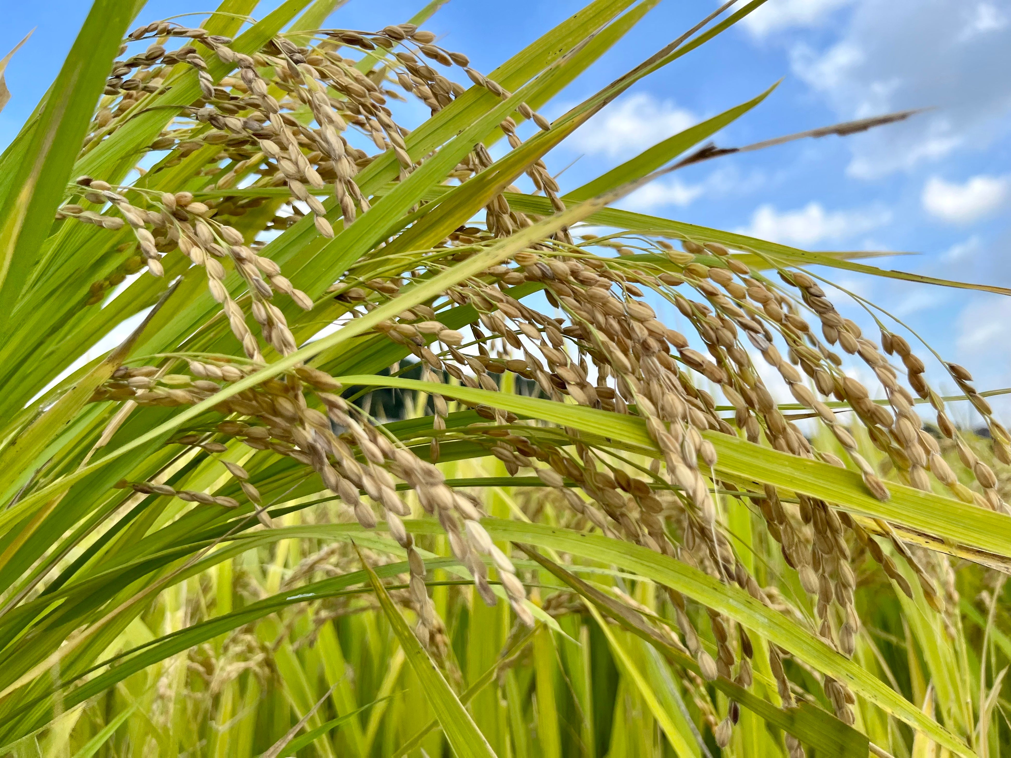 全国でも唯一！食用米ミルキークイーンで醸す純米大吟醸『桜翔