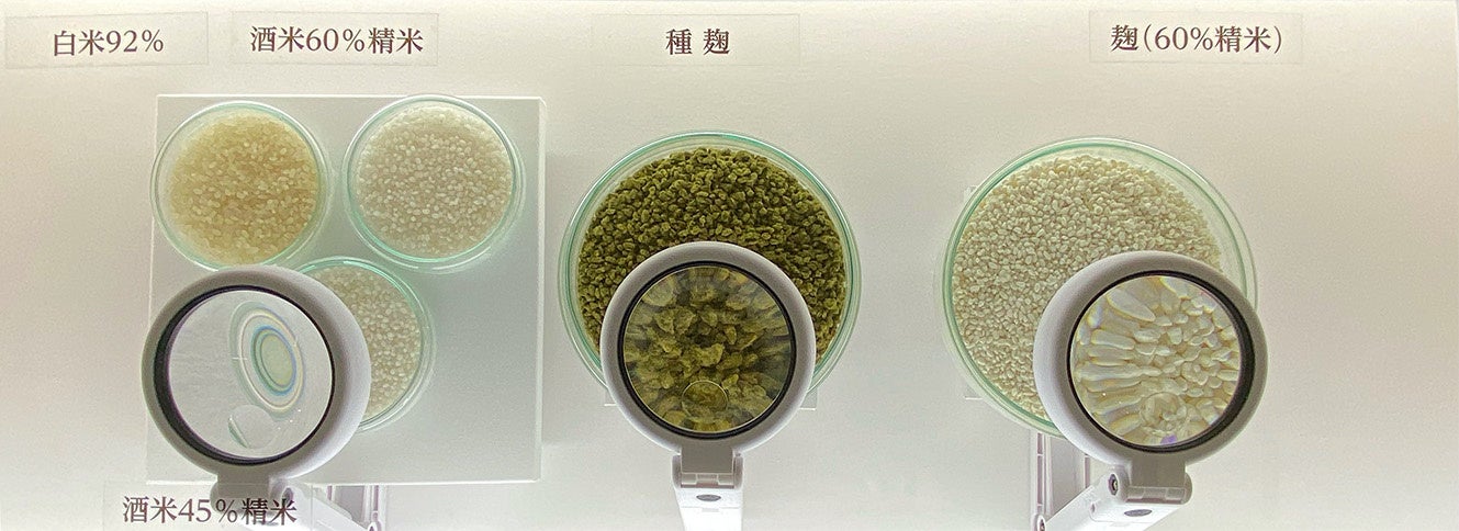 麹の説明ボードには実物の展示も