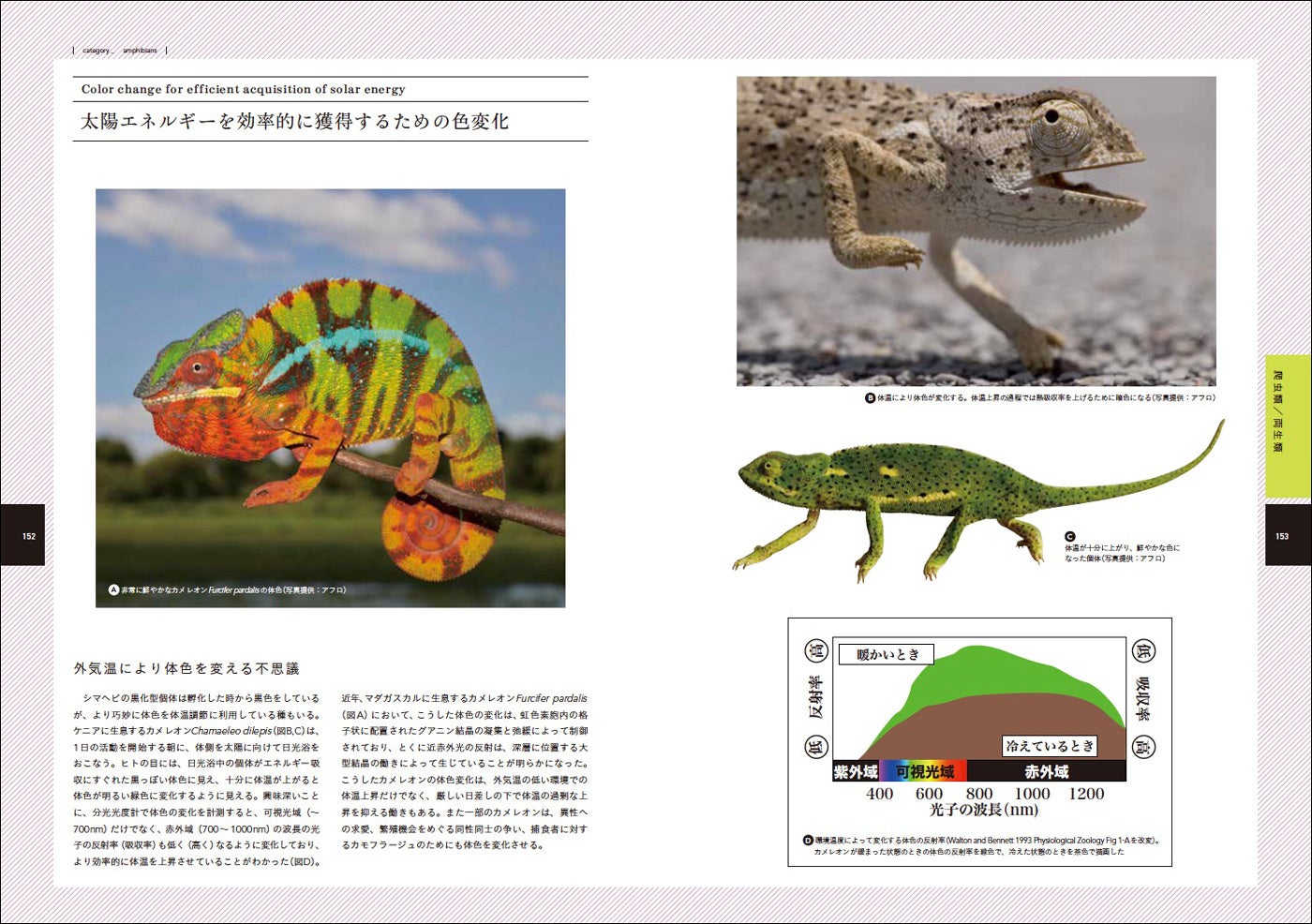 動物たちの不思議な色と模様 その仕組みと意味を解き明かす 動物の体色がわかる図鑑 7月発売 株式会社グラフィック社のプレスリリース