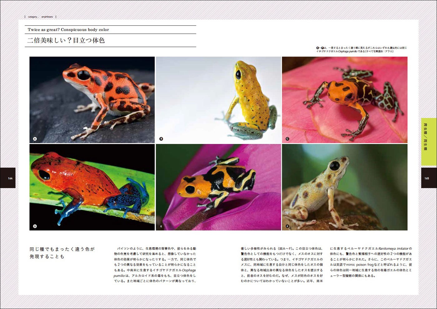 ドクガエルの目立つ体色の役割とは