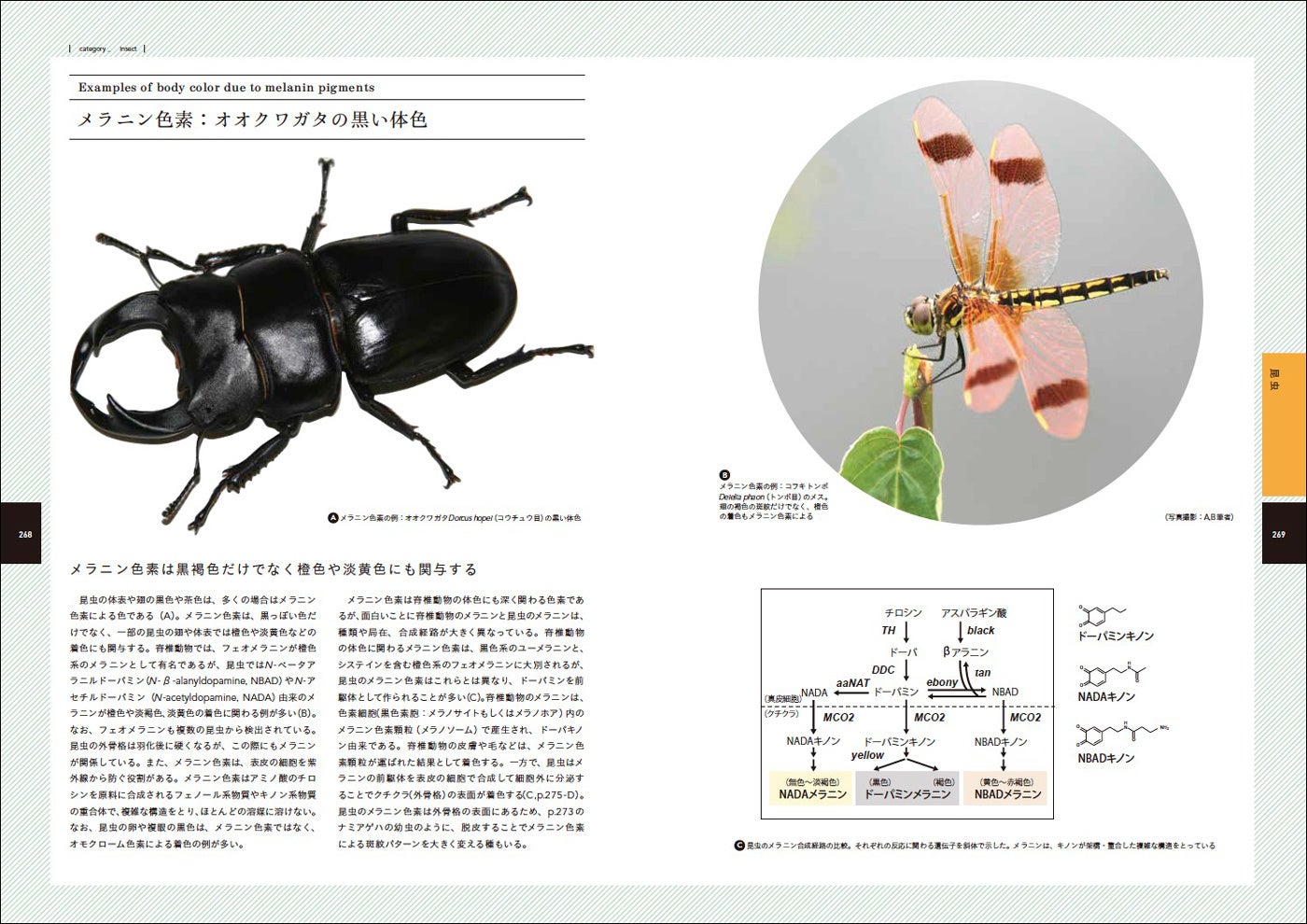 昆虫の色を作る色素のはなし
