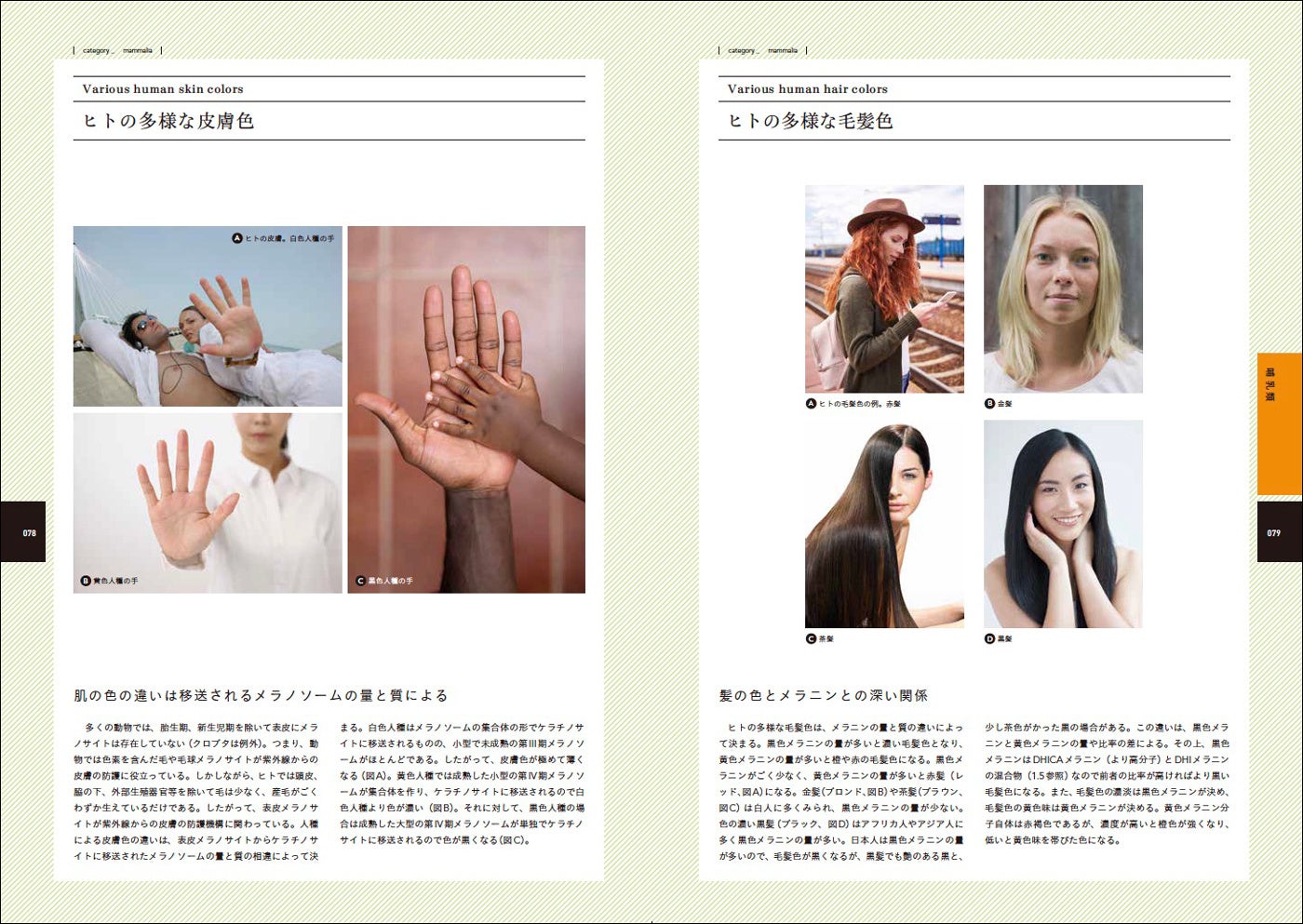 ヒトの髪や肌の色の違い