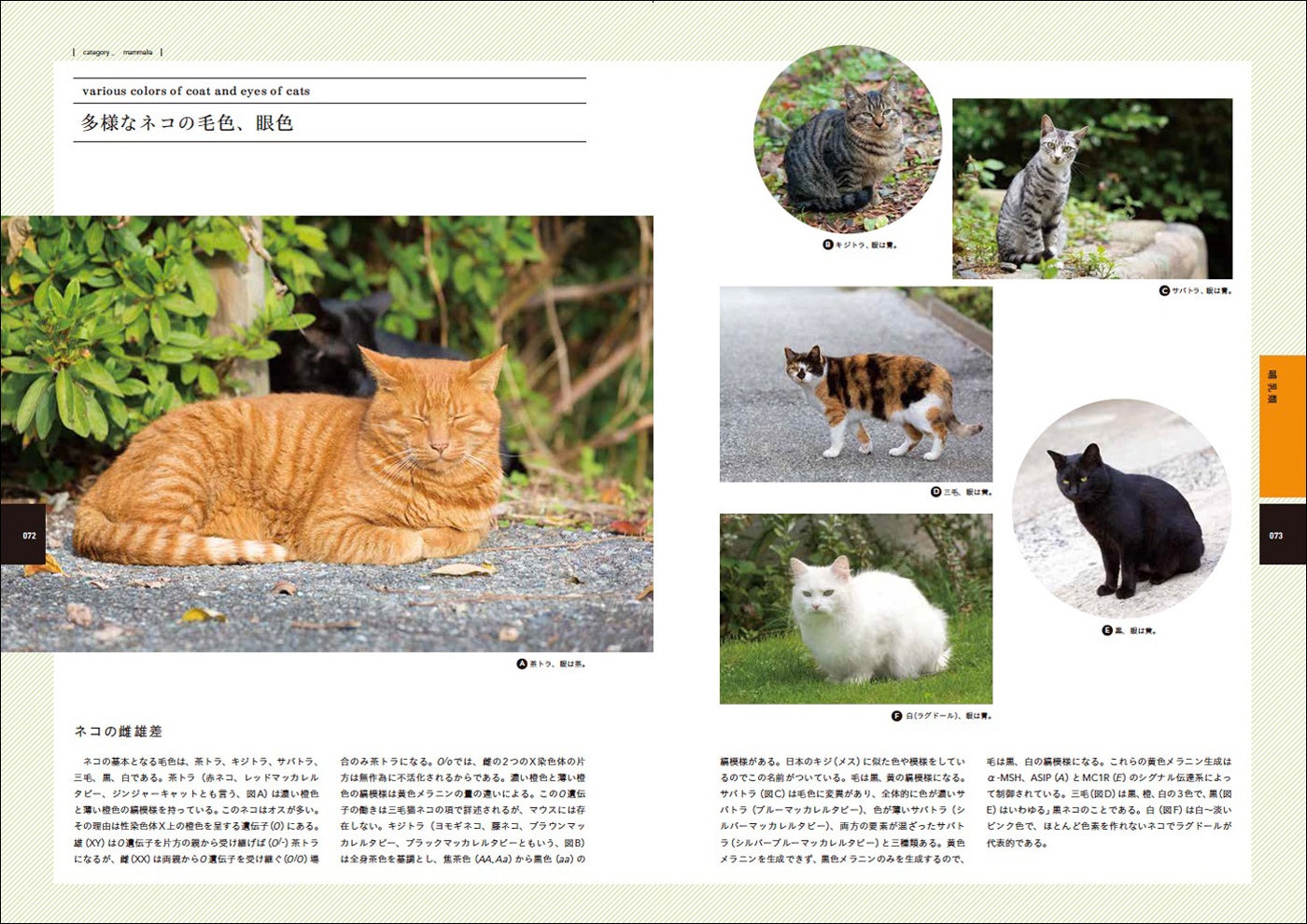 多様なネコの毛や瞳の色