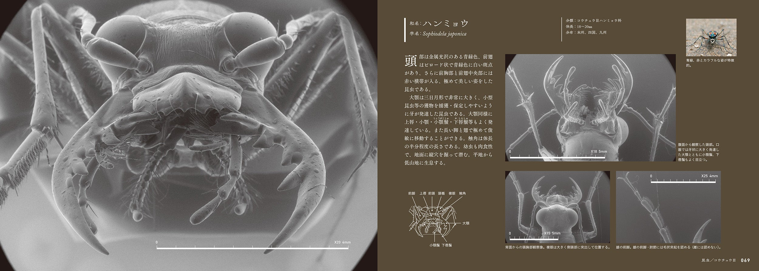 昆虫のくらし (生きものROM図鑑) 生き物のくらし―昆虫・水の生き物・魚 (ニューワイド 学研の図鑑
