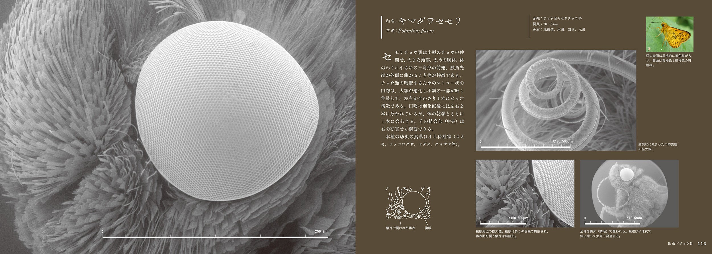 キマダラセセリ