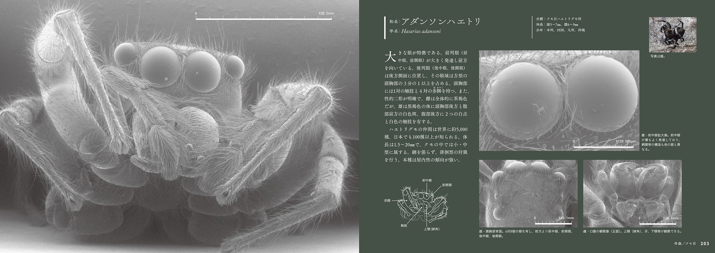 ハートランダー様　虫 奇蟲新入荷～フォルミ～ : 爬虫類倶楽部