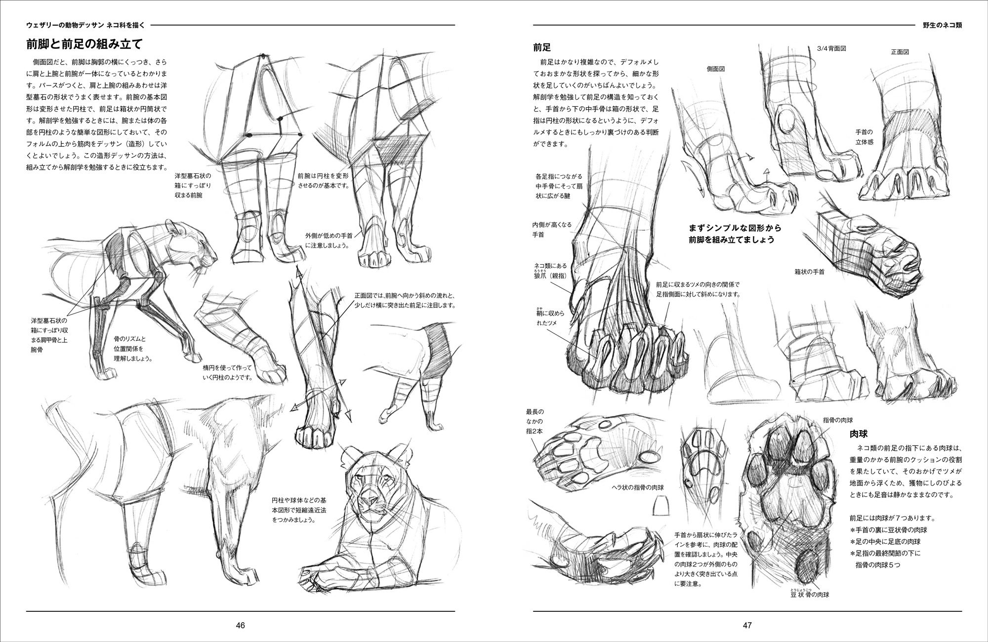 アート界の第一線で動物デッサンの指導にあたる動物画のプロが
