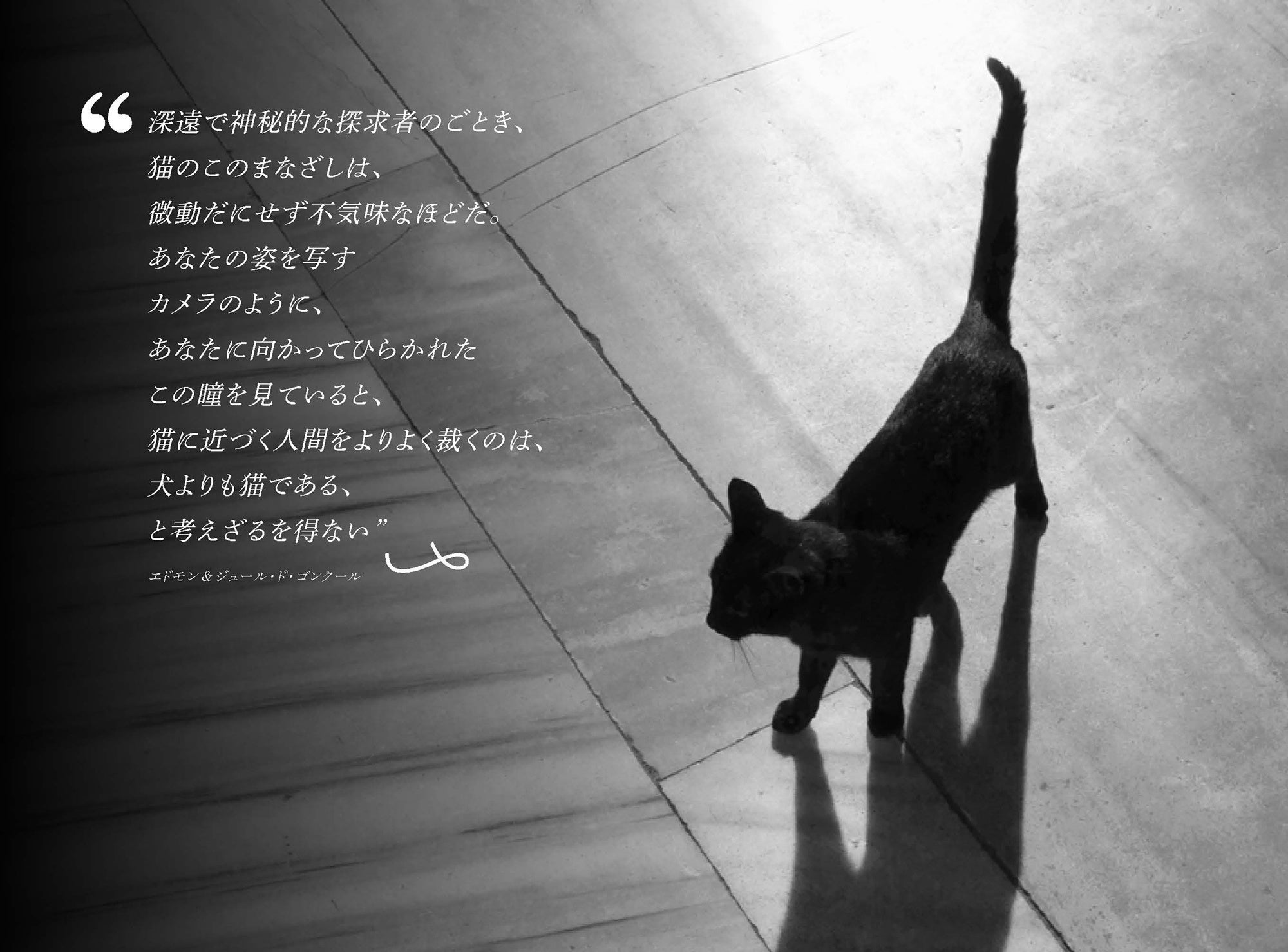 黒猫さま 専用 7点 おまとめ Kuroneko様専用 黒猫さま 専用 7点 お