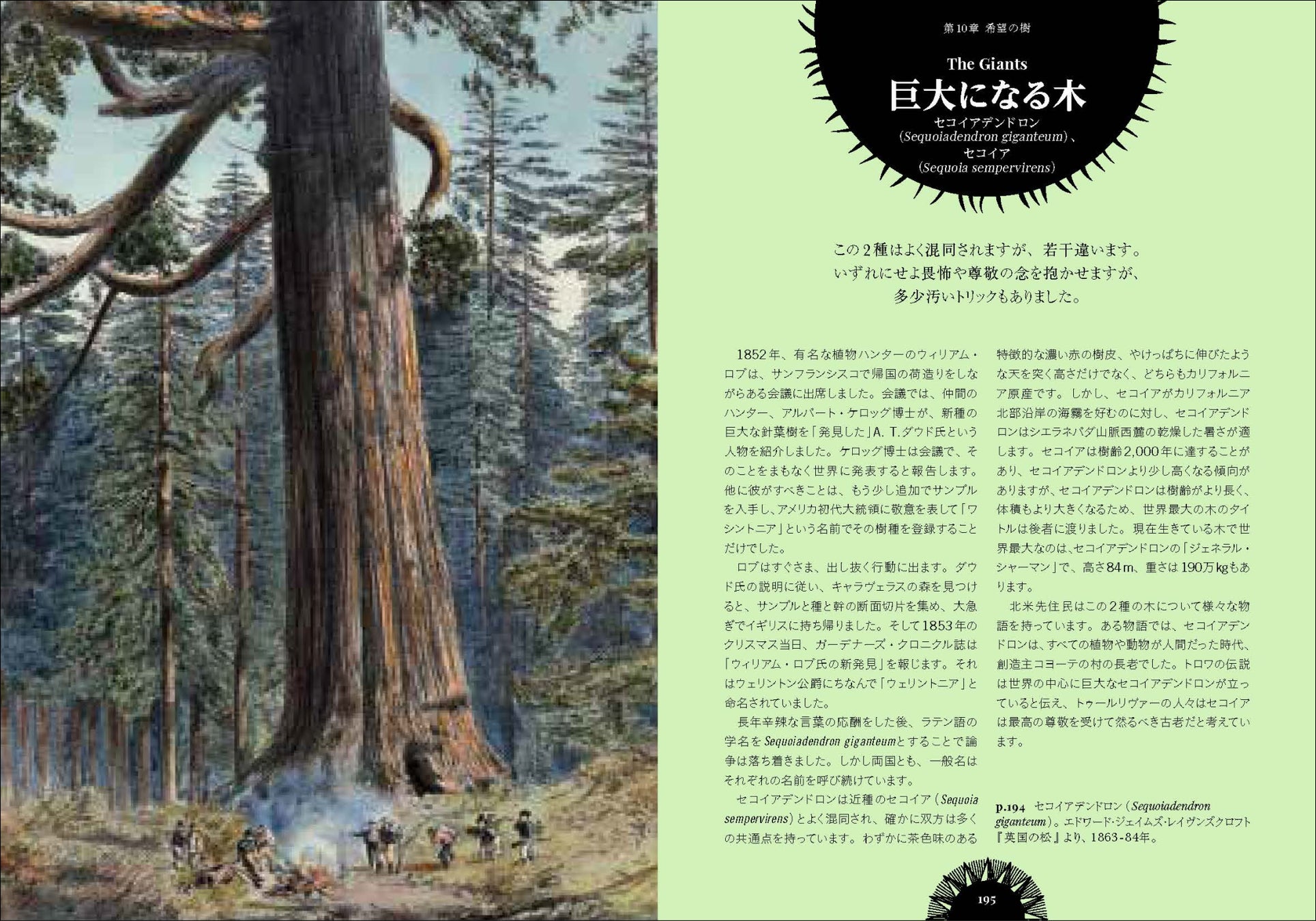 植樹マン「いのちの森の使者」 神秘の森の奥深くに息づく樹木の秘密。魔女シリーズ新作『魔女の