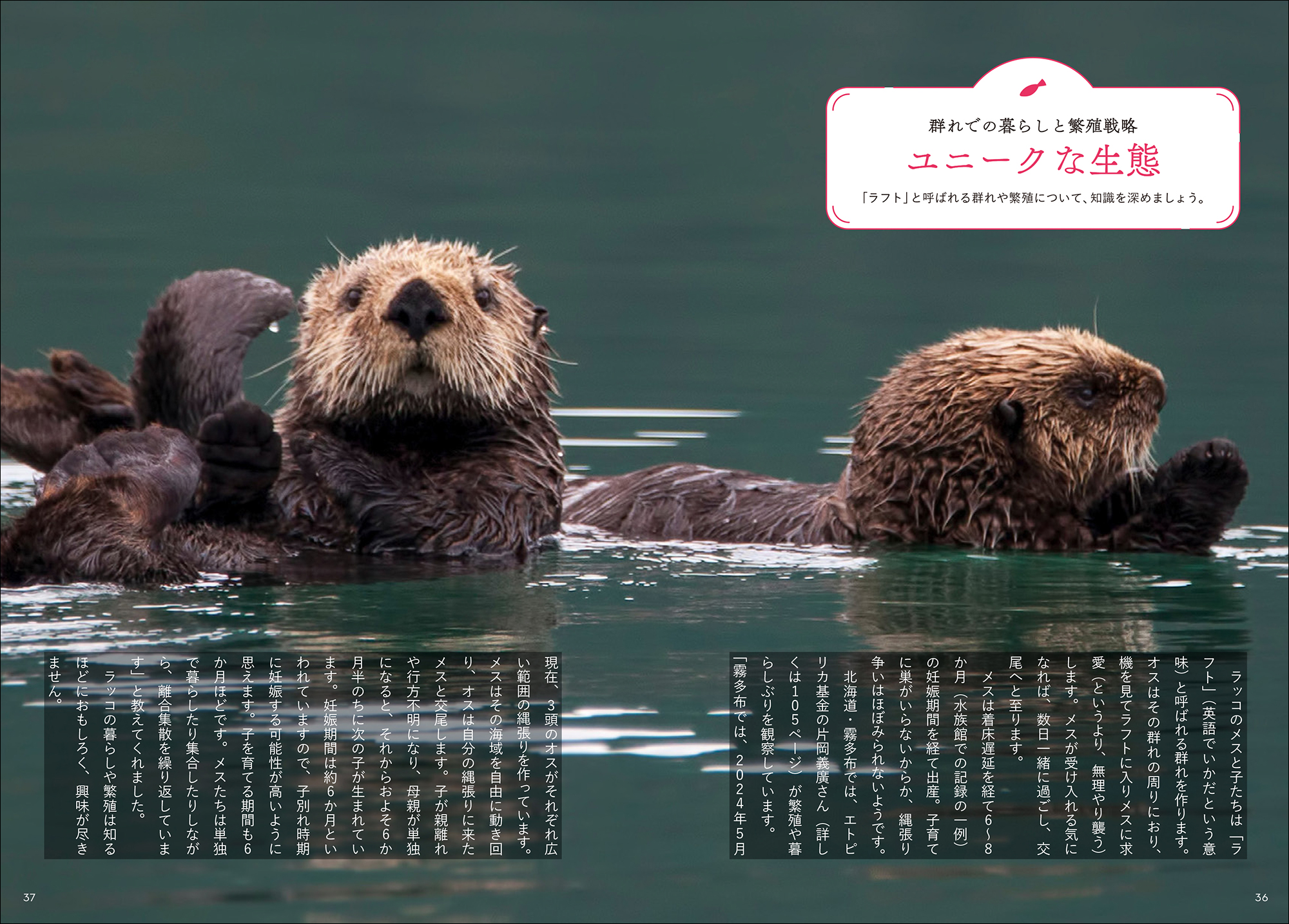 中古】 がんばれ!赤ちゃんラッコのラリー オホーツク水族館の