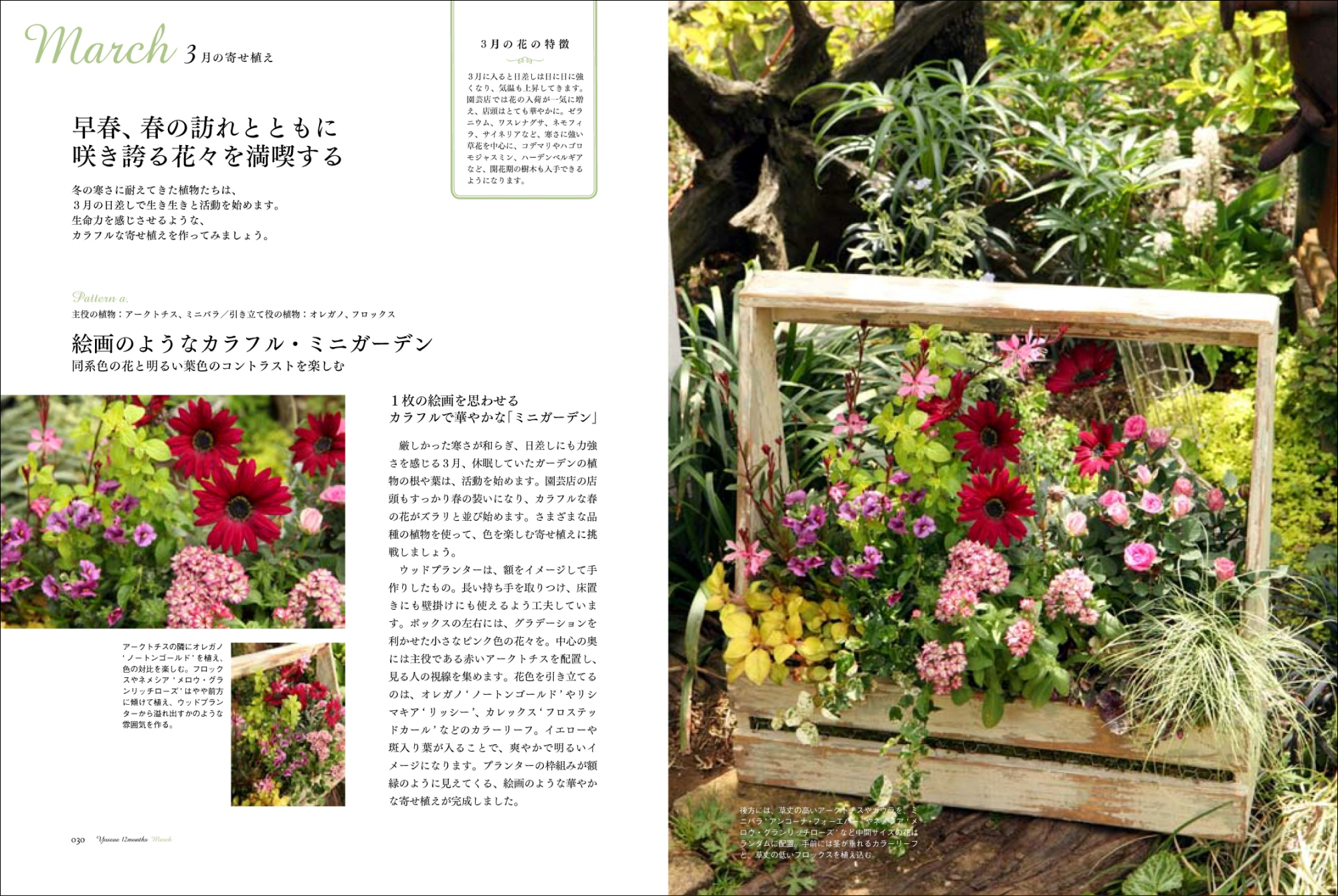 寄せ植え　花　∞月∞ページ 季節の美しい寄せ植え作りの秘密をたっぷり教えます！ 『新装版 12ヶ月