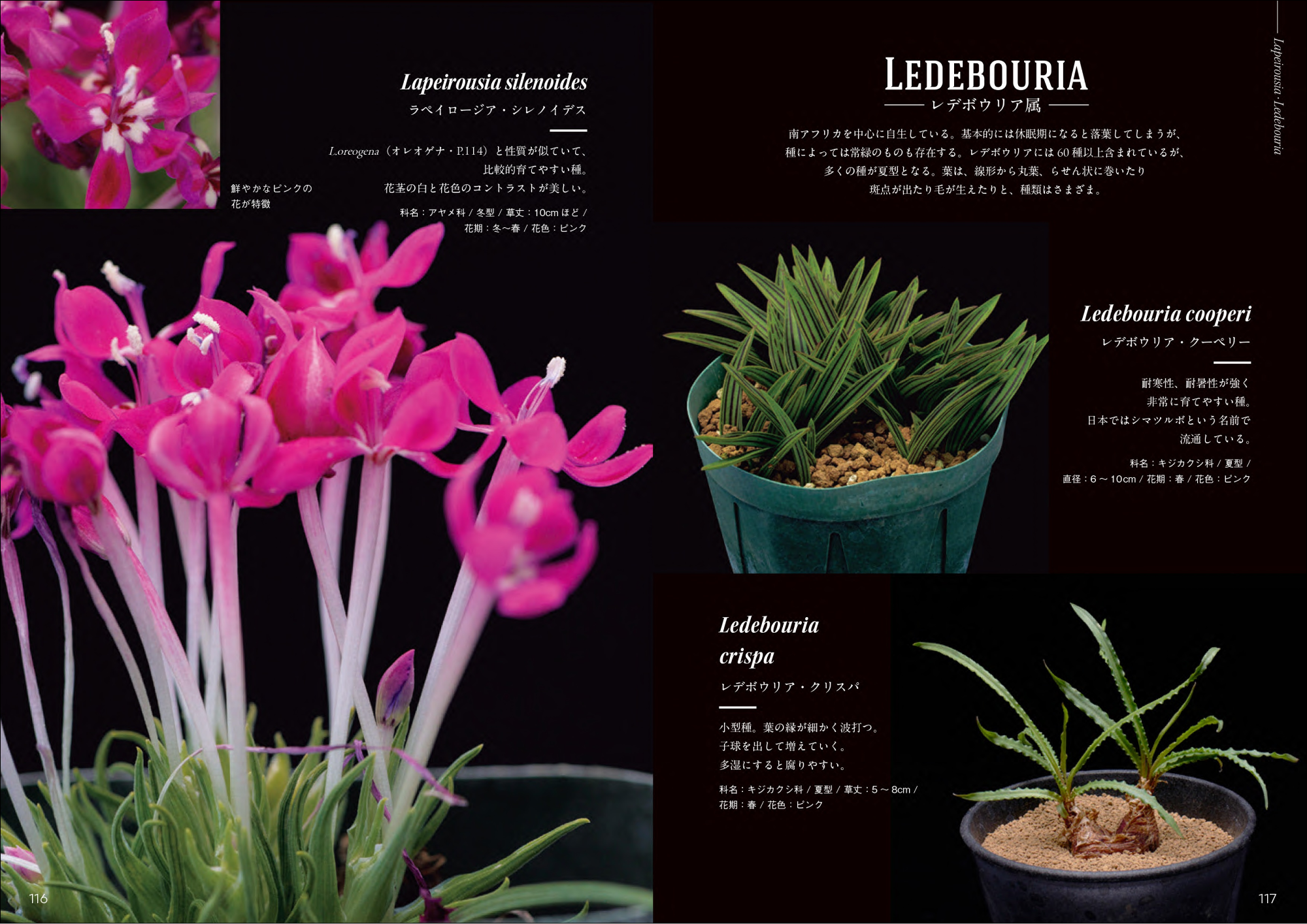 南アフリカ珍奇植物 多肉植物 ゲチリス ナマクエンシス ケープバルブ