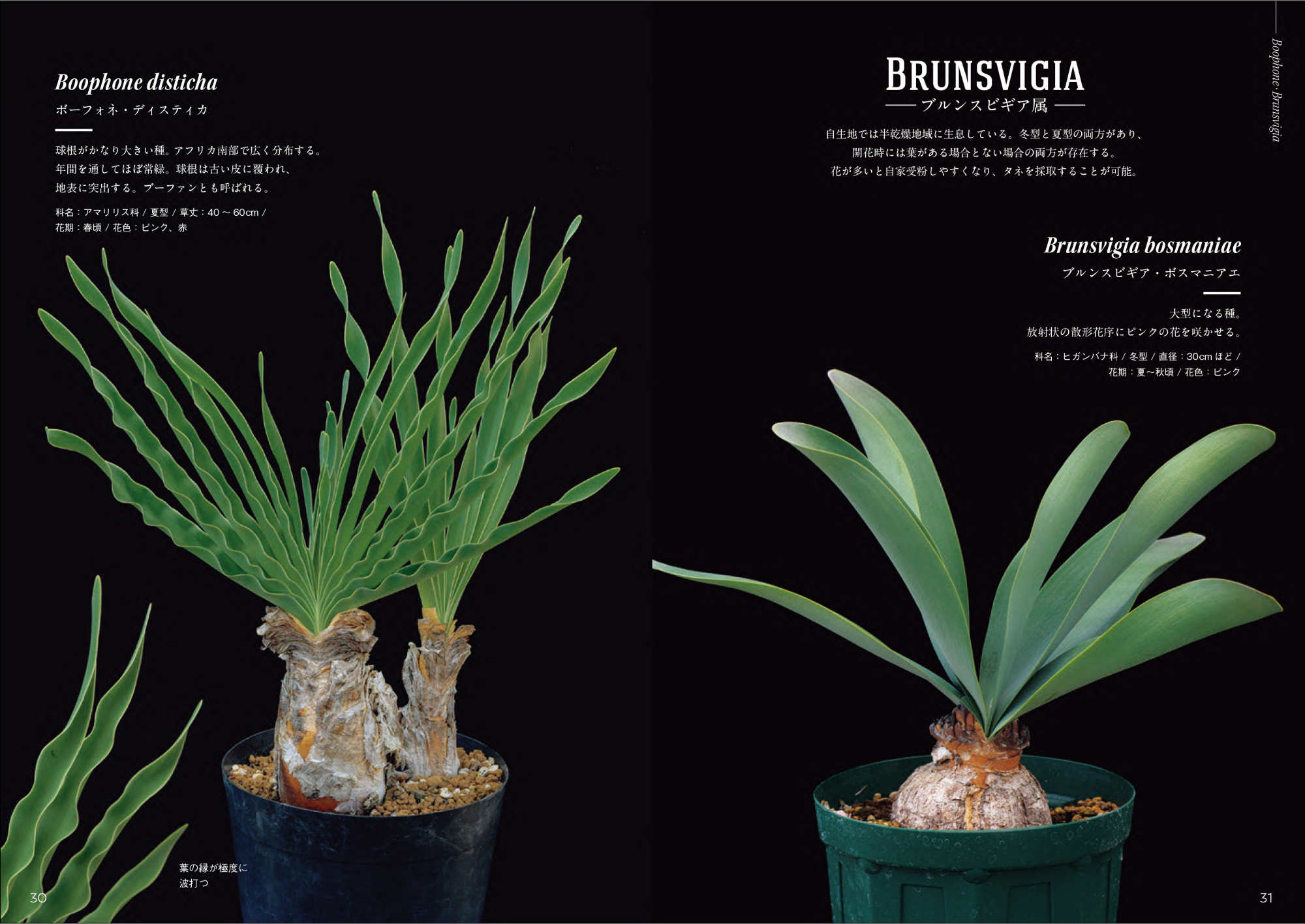 注目の球根植物”南アフリカのケープバルブ230個体以上を分類した初の