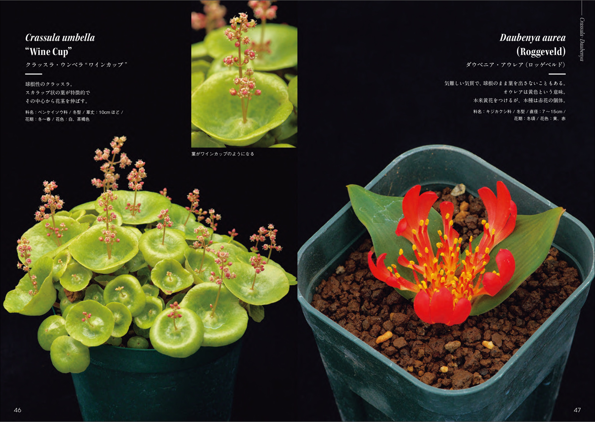 注目の球根植物”南アフリカのケープバルブ230個体以上を分類した初の