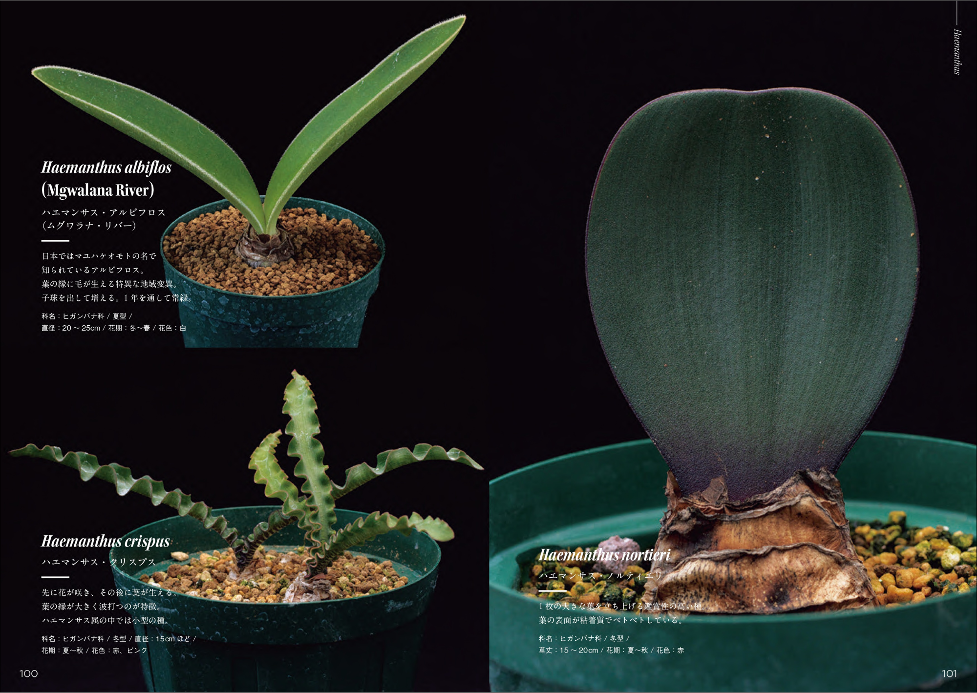 注目の球根植物”南アフリカのケープバルブ230個体以上を分類した初の