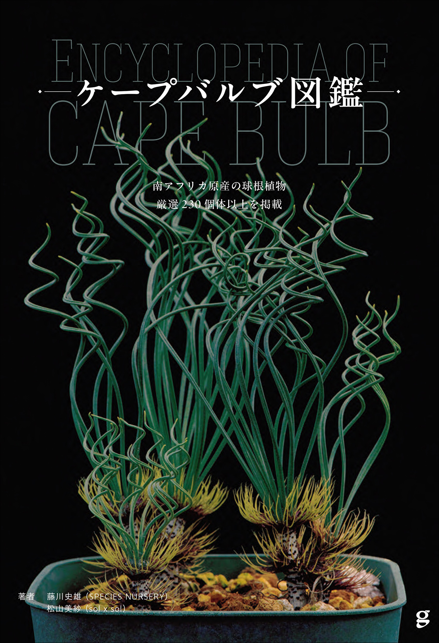 注目の球根植物”南アフリカのケープバルブ230個体以上を分類した初の