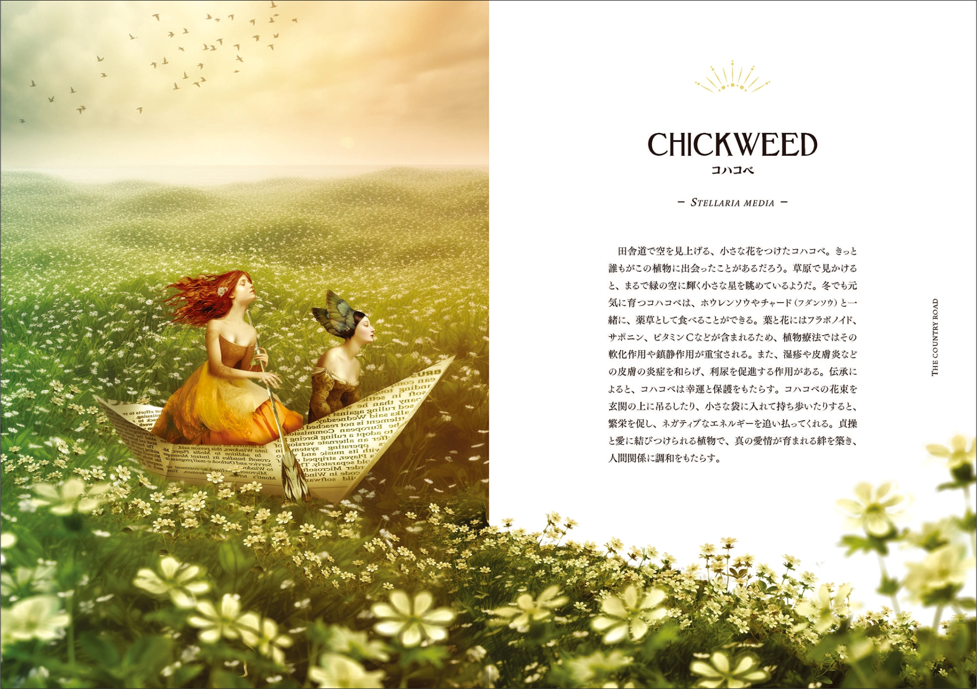 魔女の棲む森 ～champetre shabby～ ドライフラワー 幻想的なイラストで描く魔女の世界とハーブの魅力が満載！ 『魔女の