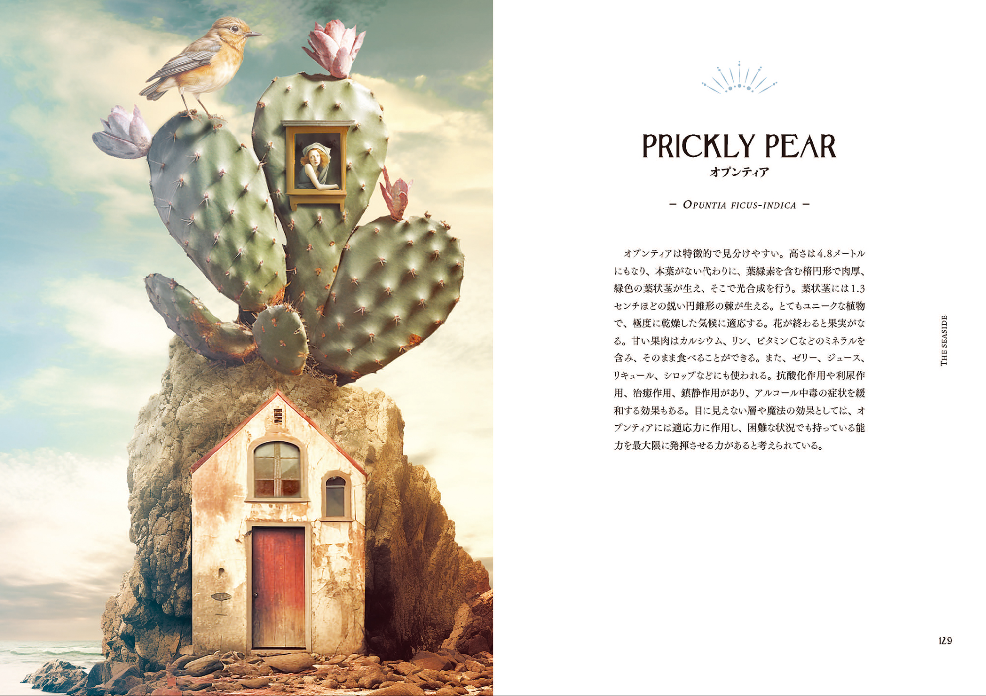 幻想的なイラストで描く魔女の世界とハーブの魅力が満載！ 『魔女の