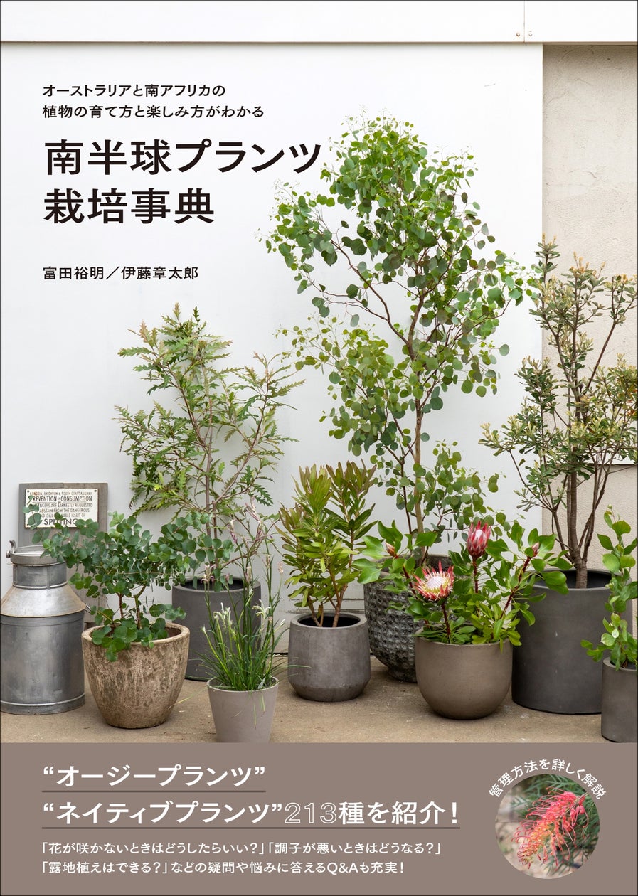 HULLABALOO 観葉植物 常緑樹 ハラバルー オージープランツ 【公式直営 HULLABALOO 観葉植物 常緑樹 ハラバルー オージープランツ 【公式直営