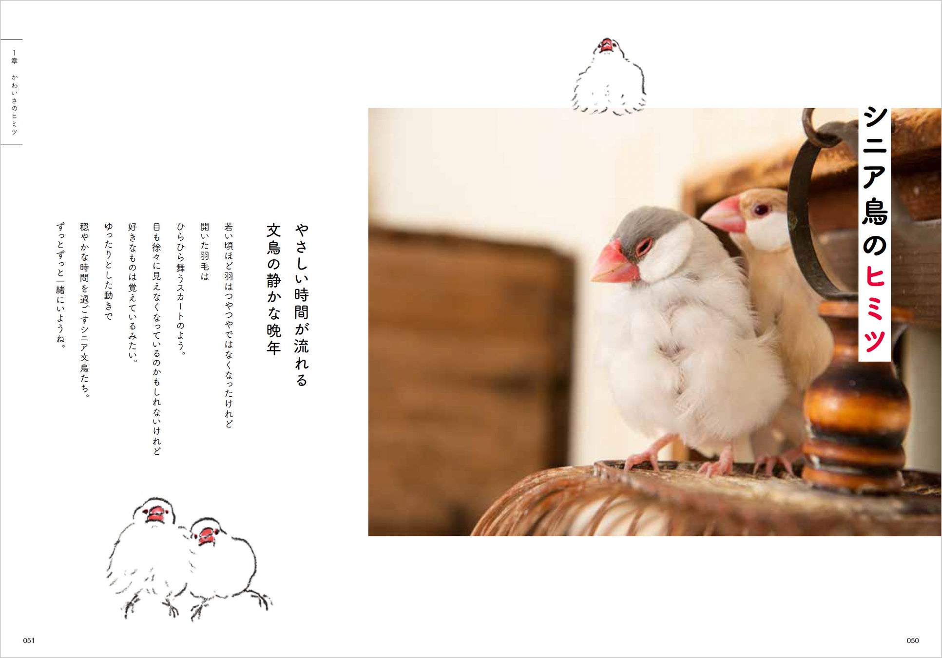 大好評につき重版5刷出来 小鳥専門医による 初の文鳥本 文鳥のヒミツ 発売中 株式会社グラフィック社のプレスリリース 大好評につき重版5刷出来 小鳥専門医による 初の文鳥本 文鳥のヒミツ 発売中 株式会社グラフィック社のプレスリリース