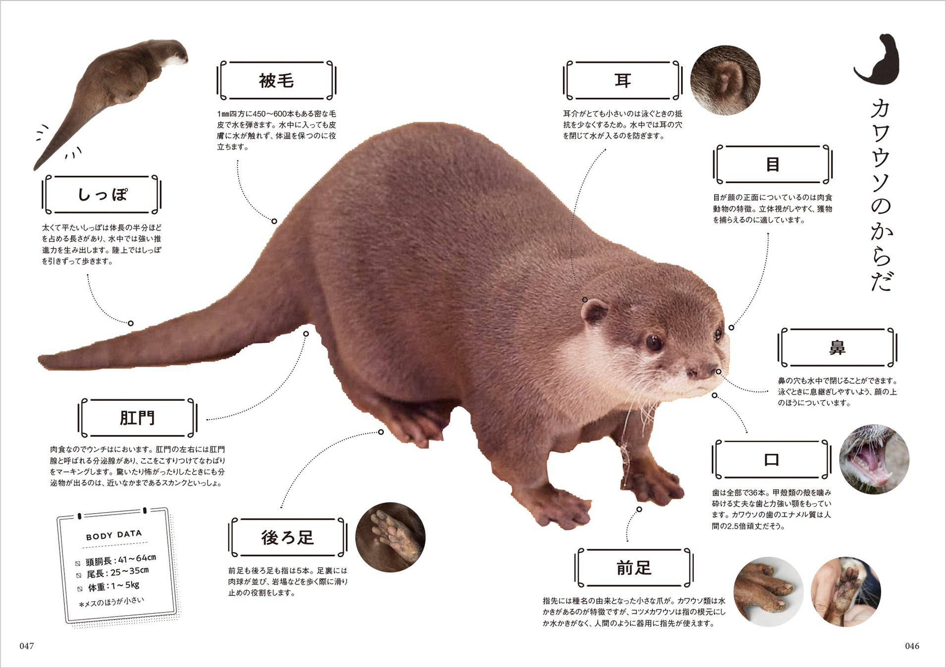 全国のカワウソファンに贈る カワウソという生き物を知る1冊 カワウソをよく知るための本 5月発売 株式会社グラフィック社のプレスリリース 全国のカワウソファンに贈る カワウソという生き物を知る1冊 カワウソをよく知るための本 5月発売 株式会社グラフィック社のプレスリリース