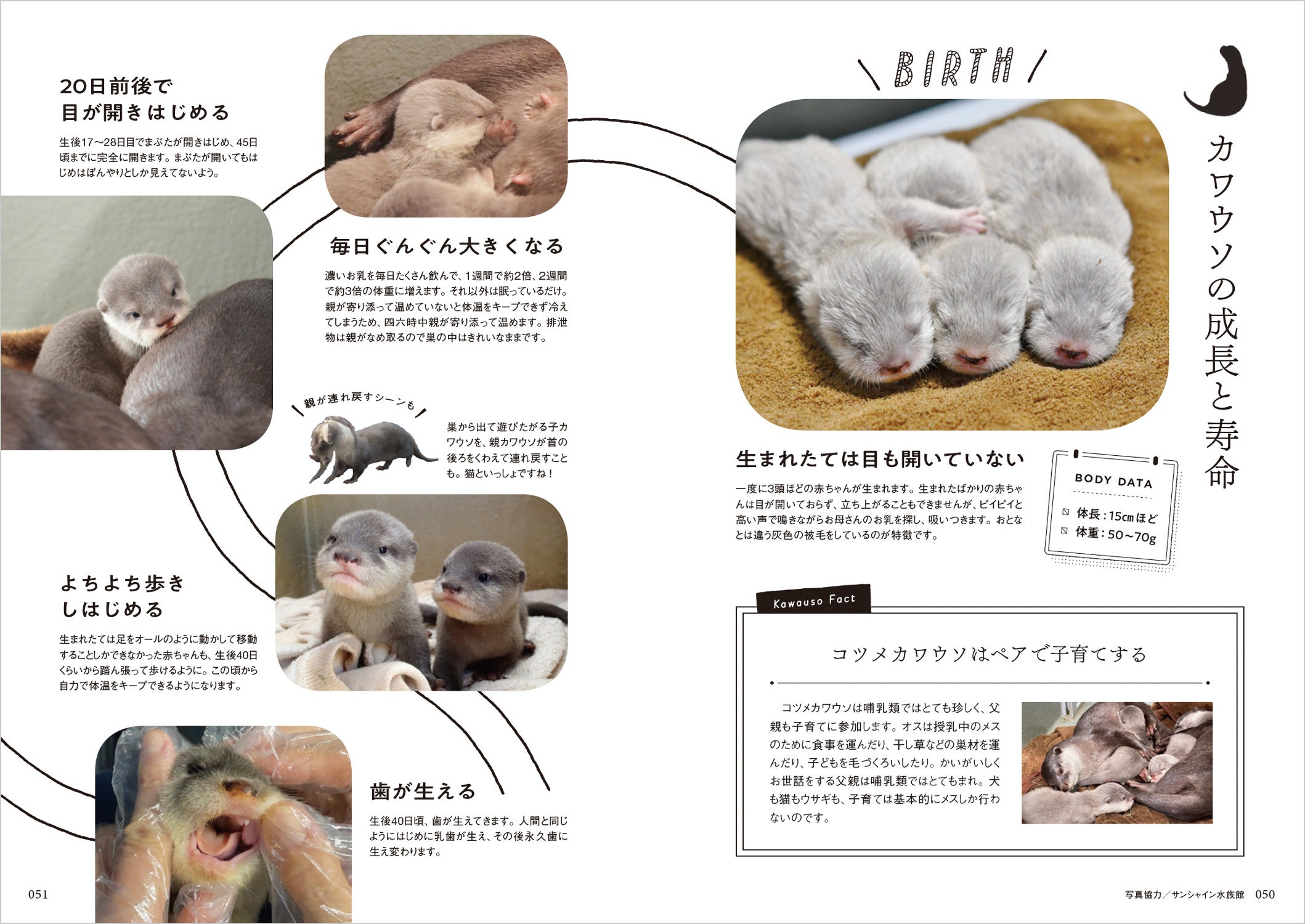 カワウソの赤ちゃん！　成長のしかたを豊富な写真でご紹介します