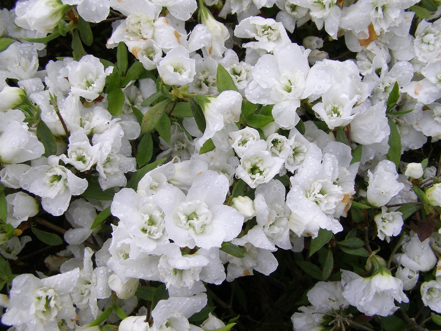 白万葉（しろまんよう）　花の中に花が咲く万葉咲きのツツジ