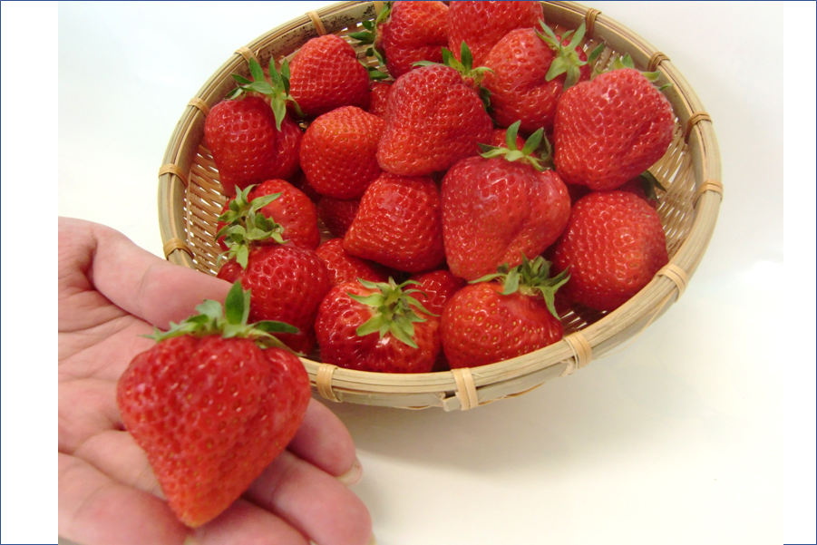 おすそ分け】苺いっぱいセット①