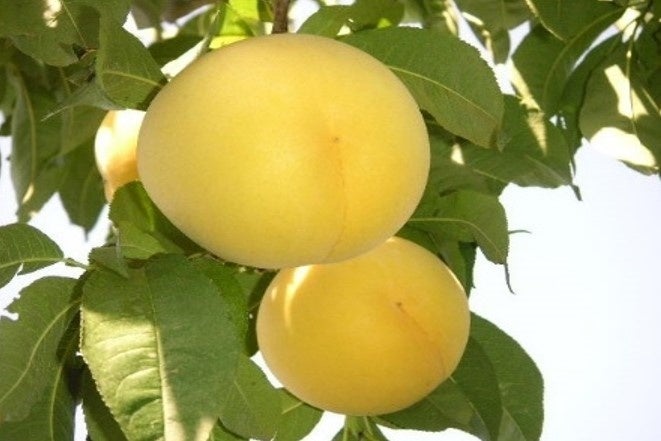 産地直送通販サイト ｊａタウン の食べごろ桃特集週替わり企画 各産地の桃が当たるキャンペーン Ja全農の産直通販jaタウンのプレスリリース