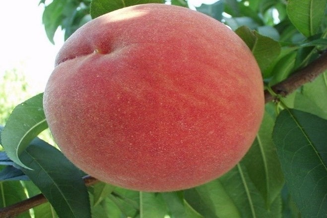 産地直送通販サイト ｊａタウン の食べごろ桃特集週替わり企画 各産地の桃が当たるキャンペーン Ja全農の産直通販jaタウンのプレスリリース