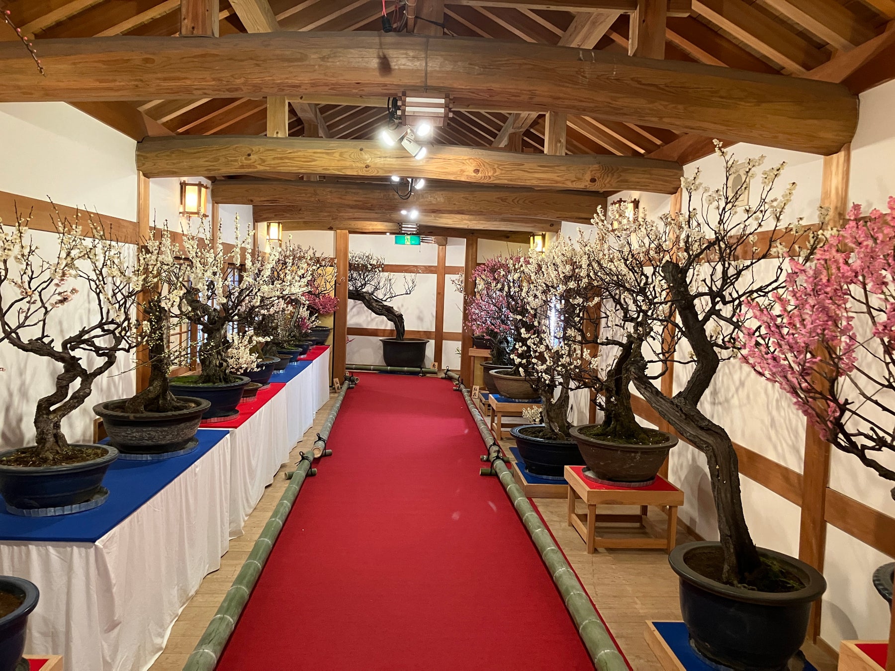 有名アーティストの作品が展示される「王寺まちの芸術祭 2024」で春を楽しもう！